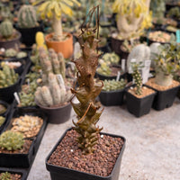 Rare Succulents, Beiselia Mexicana, Live Plant 8"-12" tall