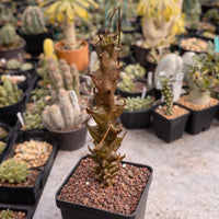 Rare Succulents, Beiselia Mexicana, Live Plant 8"-12" tall
