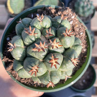 Rare Cactus, Coryphantha Elephantidens var. Tanshi