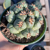 Rare Cactus, Coryphantha Elephantidens var. Tanshi