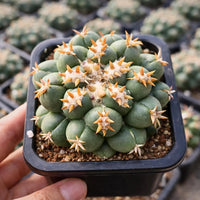 Rare Cactus, Coryphantha Elephantidens var. Tanshi