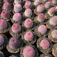 Rare Rainbow Cactus Echinocereus Rigidissimus, Starter Plant, Live Plant