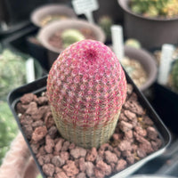 a person holding a plant in their hand