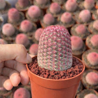 Rare Rainbow Cactus Echinocereus Rigidissimus, Starter Plant, Live Plant