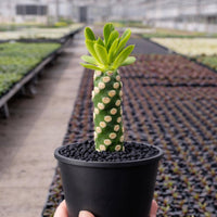 Euphorbia Royleana – Rare Succulent Plant – Live Indoor/Outdoor Houseplant