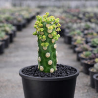 Euphorbia Royleana – Rare Succulent Plant – Live Indoor/Outdoor Houseplant