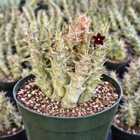 Rare Succulent - Caralluma Hesperidum Cluster - Exotic Live Plant