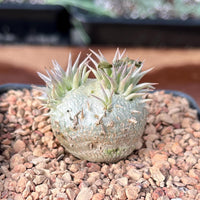 Rare Succulents - Pachypodium Brevicaule, Growers Choice