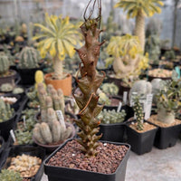 Rare Succulents, Beiselia Mexicana, Live Plant 8"-12" tall