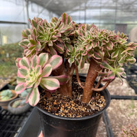 Rare Succulents, Aeonium Variegated Pink Witch Crested, Live Plant, Grower’s Choice