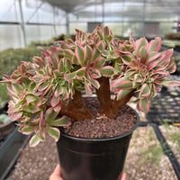 Rare Succulents, Aeonium Variegated Pink Witch Crested, Live Plant, Grower’s Choice