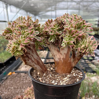 Rare Succulents, Aeonium Variegated Pink Witch Crested, Live Plant, Grower’s Choice