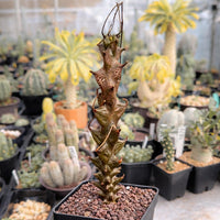 Rare Succulents, Beiselia Mexicana, Live Plant 8"-12" tall