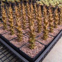 Rare Succulents, Beiselia Mexicana, Live Plant 8"-12" tall