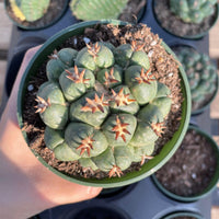 Rare Cactus, Coryphantha Elephantidens var. Tanshi