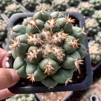 Rare Cactus, Coryphantha Elephantidens var. Tanshi