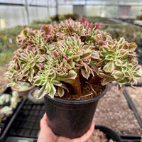 May include: A potted succulent plant with green, pink, and white variegated leaves. The plant is in a black plastic pot and is being held in a greenhouse setting. The leaves have a ruffled appearance.