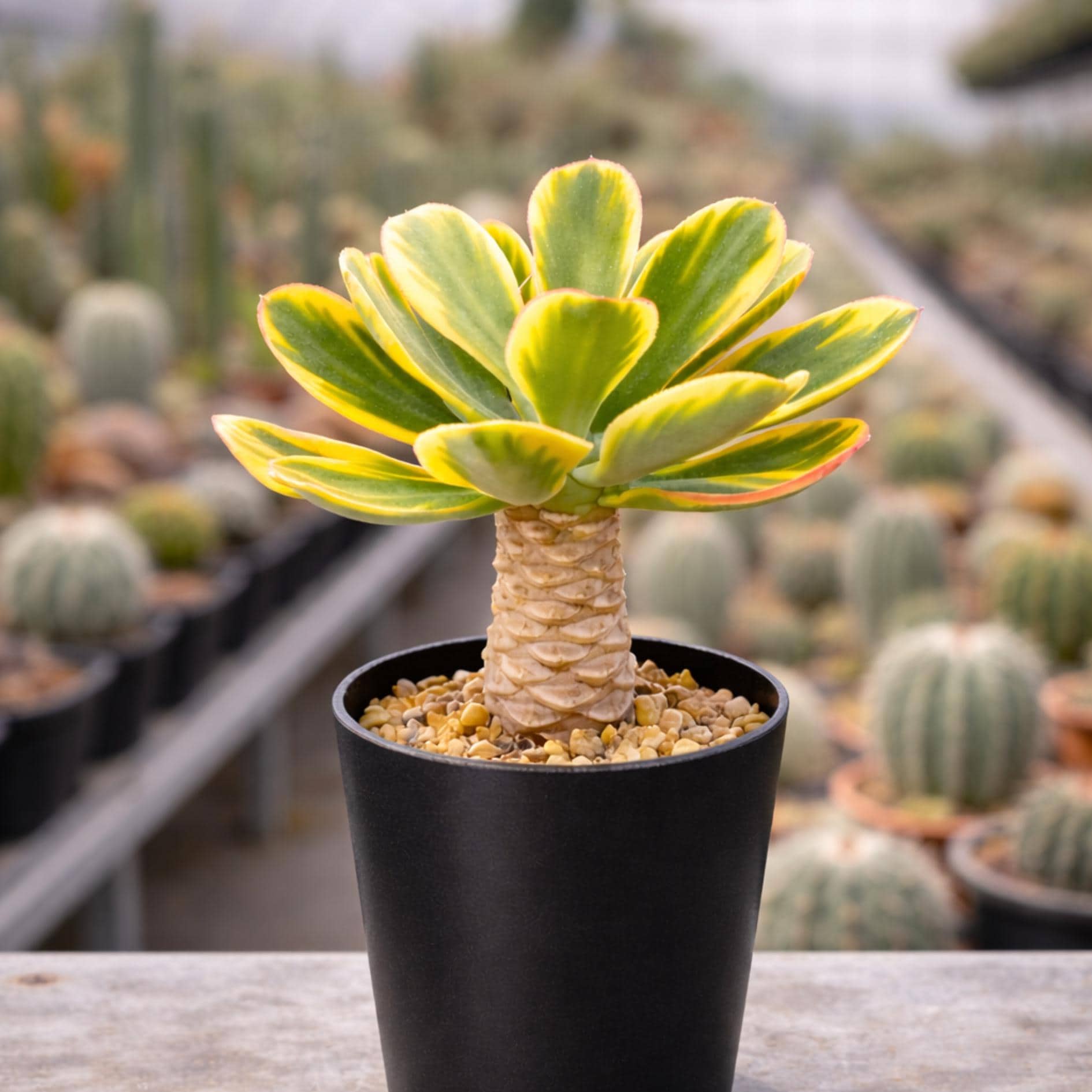 Variegated Euphorbia Poissonii - Rare Variegated Succulent Plant - Exotic  Indoor Plant