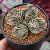 A hand is holding a potted succulent plant with multiple layered, curled leaves in a black pot filled with brown soil and small brown beads.