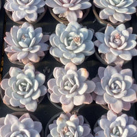 Echeveria Laui, Colorful Live Rosette Plant – Popular Gift for Her