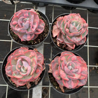 a collection of potted succulent plants with vibrant pink and red hues, arranged on a metal grid or shelf.