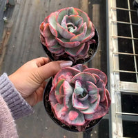 A person's hand holding two potted succulent plants with vibrant, multi-colored petals.
