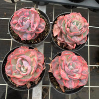 a collection of potted succulent plants with vibrant pink and red hues, arranged on a metal grid or shelf.