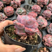 A person's hand holding a potted succulent plant with pink and purple flowers.