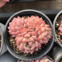 Rare Echeveria Desert Rose Succulent Cluster – Live Rosette Plant – Unique Drought-Tolerant Houseplant