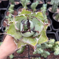 A hand holding a large, spiky green cactus plant with brown edges, surrounded by other cacti in the background.
