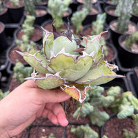 A hand holding a large, green cactus plant with a distinctive shape and texture.