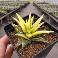 Rare Succulents, Haworthia Ivory Tower Variegated, Live Plant