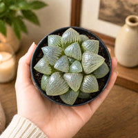 Rare Succulents - Haworthia Emelyae var. Comptoniana Oyayubihime (3"-4")