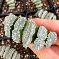 Rare Succulents - Haworthia Truncata Phoenix