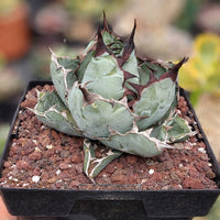 A hand is holding a potted cactus plant with a textured, spiky green surface.