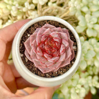 Echeveria Red Velvet Sugar Heart Cutting, Succulent Plant Unique Home Decor Gift Low Maintenance Greenery, Live Plant