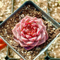 May include: A close-up of a pink and red succulent plant in a small square pot. The plant has many layers of leaves and is in focus.