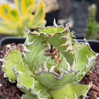 Agave Titanota Succulent - Agave Titanota Filigree