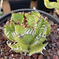 Agave Titanota Succulent - Agave Titanota Filigree