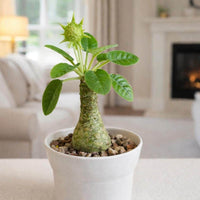 A potted plant with a green flower and large leaves sits on a white surface, with a fireplace visible in the background.