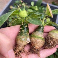A hand holding three small, green plants with brown roots, surrounded by leaves.