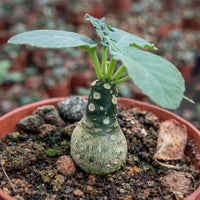 A small potted plant with green leaves and a round, spotted stem is the main focus of the image.
