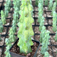 A hand is holding a potted cactus plant with a unique, spiky appearance. The cactus is surrounded by other potted plants in the background, creating a visually interesting scene.