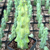 A close-up image of a potted cactus plant with a unique, spiky appearance, surrounded by other similar potted plants in the background.
