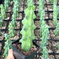 A hand is holding a potted cactus plant with a unique, spiky appearance. The cactus is surrounded by other potted plants in the background, creating a visually interesting scene.