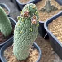 a close-up view of a cactus plant with a textured green body and small pink flowers on its top. The cactus is placed in a black pot, which is placed on a surface with small rocks.