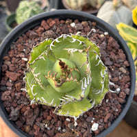 Agave Titanota Succulent - Agave Titanota Filigree
