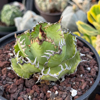 Agave Titanota Succulent - Agave Titanota Filigree