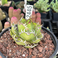 Agave Titanota Succulent - Agave Titanota Filigree