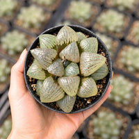 A hand is holding a small black pot filled with a cluster of small, green, cone-shaped succulent plants.